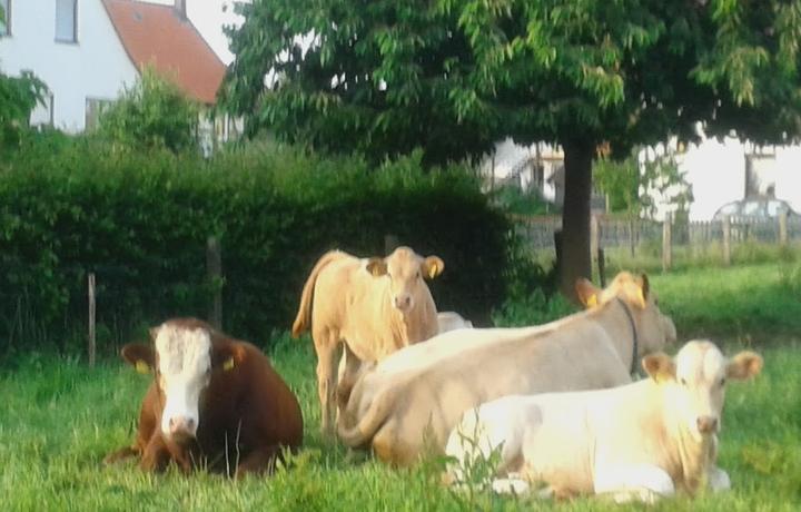 Landgasthaus Schierbrucher Krug